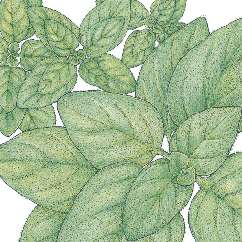 Greek Oregano Seeds (Organic), Garden from Grow Organic