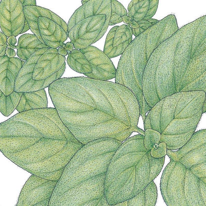 Greek Oregano Seeds (Organic), Garden from Grow Organic