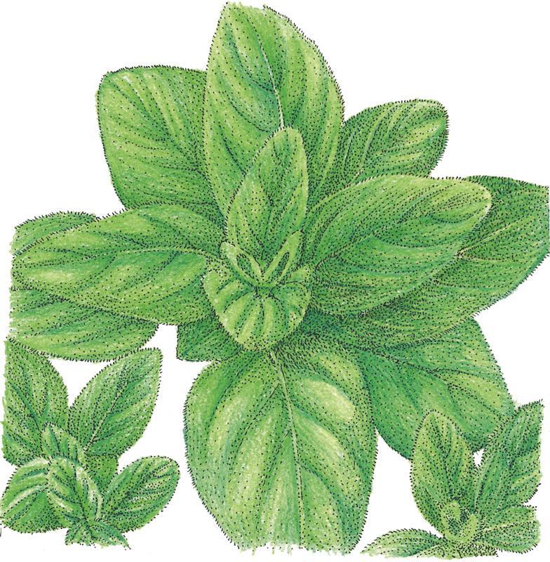 Italian Oregano Seeds (Organic), Garden from Grow Organic