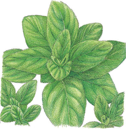 Italian Oregano Seeds (Organic), Garden from Grow Organic