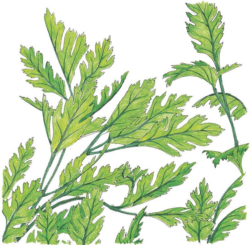 Italian Parsley Seeds (Organic), Garden from Grow Organic