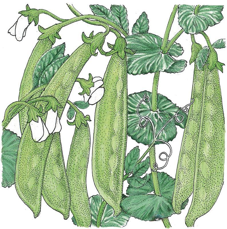 Oregon Sugar Pod Pea Seeds (Organic), Garden from Grow Organic