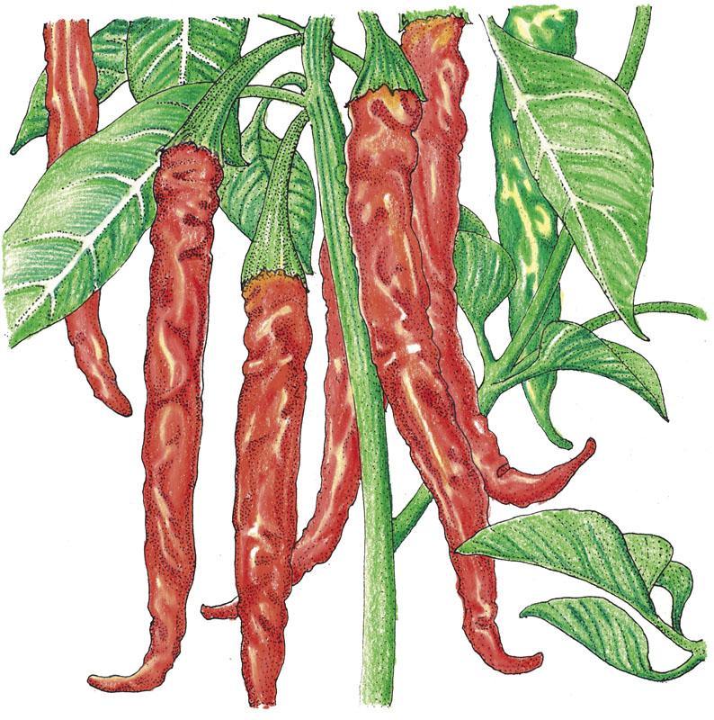 Hot Cayenne Slim Pepper Seeds (Organic), Garden from Grow Organic