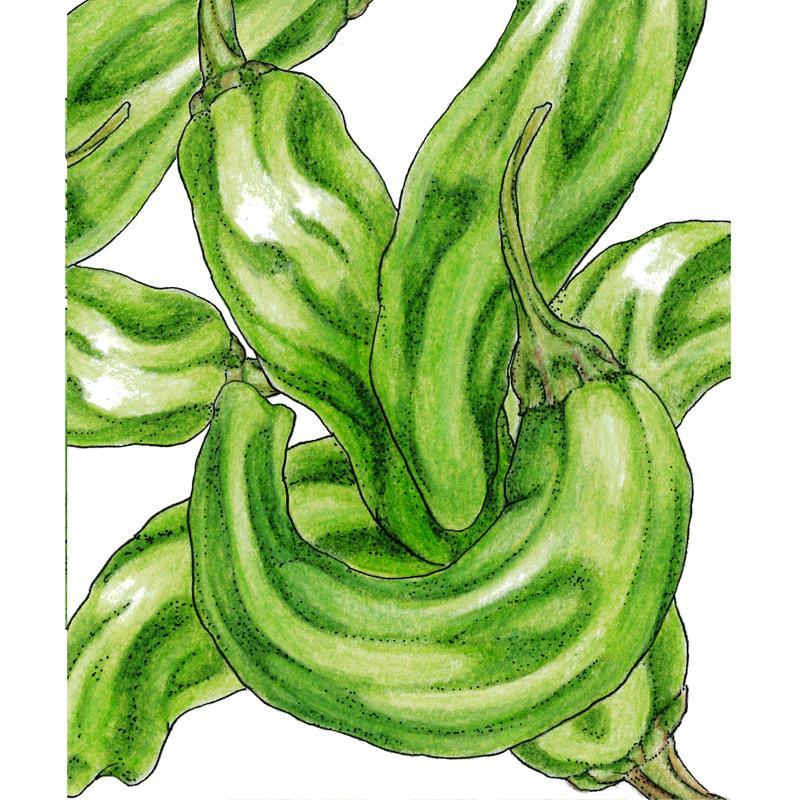 Shishito Pepper Seeds (Organic), image 3 of 3