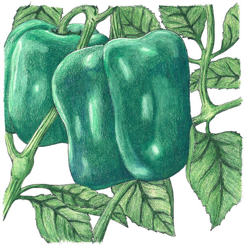 Cal Wonder Sweet Pepper Seeds (Organic), Garden from Grow Organic