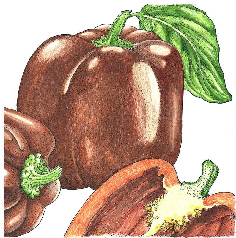 Chocolate Sweet Pepper Seeds (Organic), Garden from Grow Organic