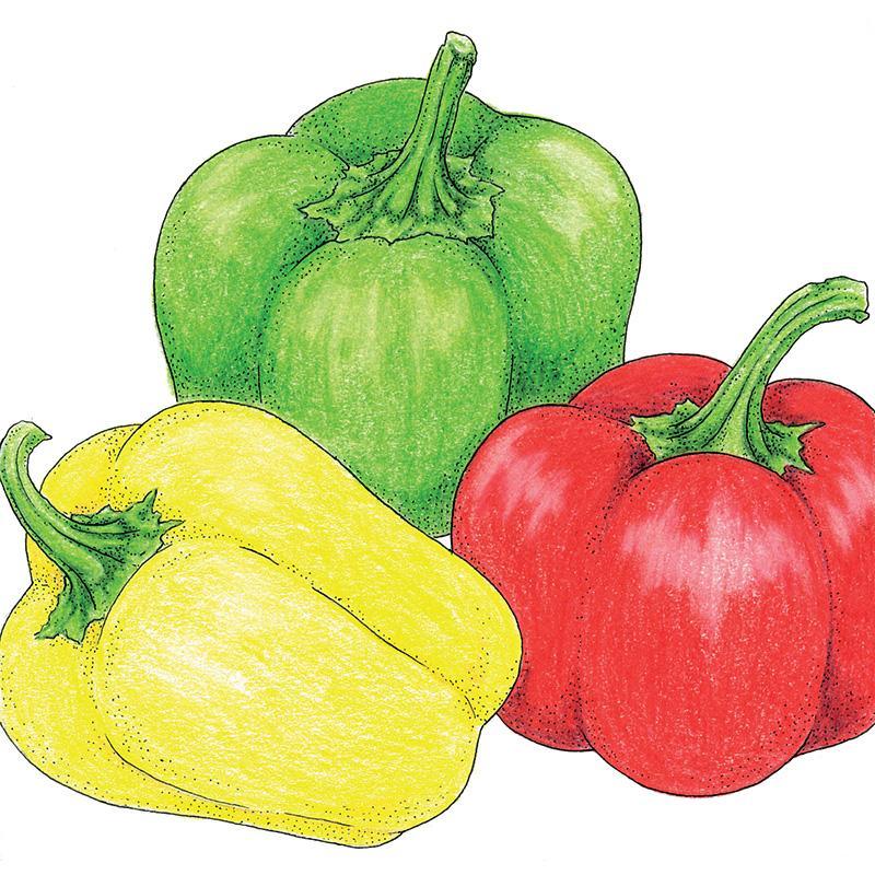 Mini Bell Mix Sweet Pepper Seeds (Organic), Garden from Grow Organic