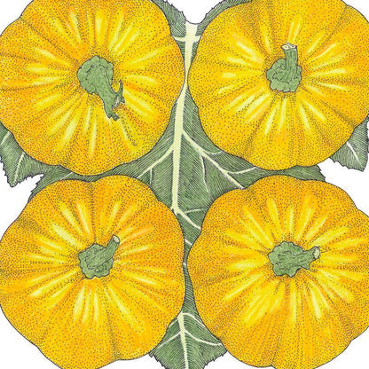 Jack Be Little Pumpkin Seeds (Organic), Garden from Grow Organic