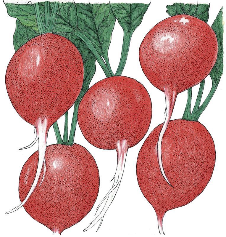 Cherry Belle Radish Seeds (Organic), Garden from Grow Organic