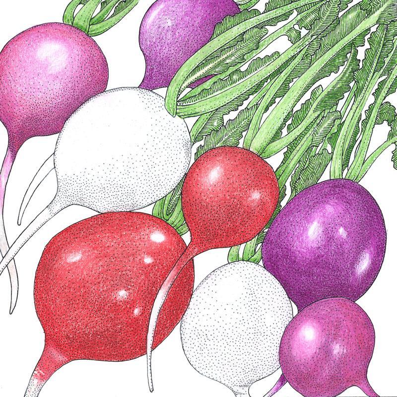 Easter Egg Mix Radish Seeds (Organic), Garden from Grow Organic