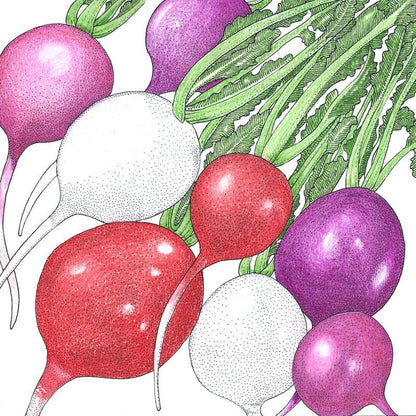 Easter Egg Mix Radish Seeds (Organic), Garden from Grow Organic