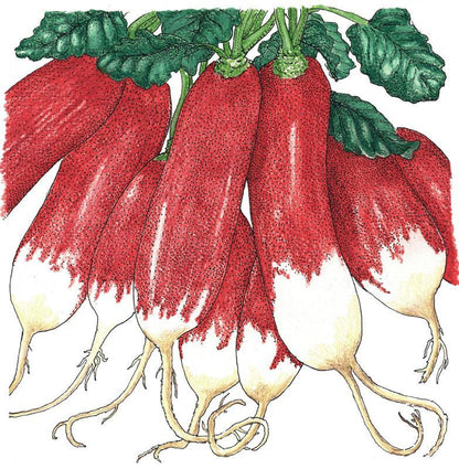 French Breakfast Radish Seeds (Organic), Garden from Grow Organic
