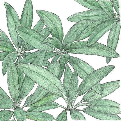 Sage Seeds (Organic), Garden from Grow Organic