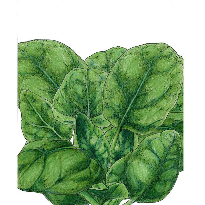 Verdil Spinach Seeds (Organic), Garden from Grow Organic