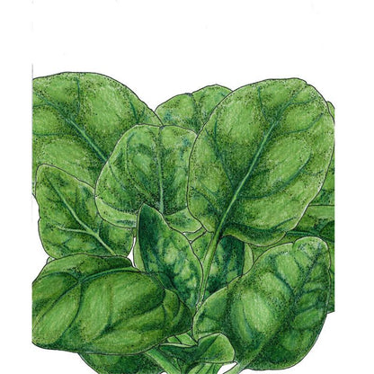 Verdil Spinach Seeds (Organic), Garden from Grow Organic