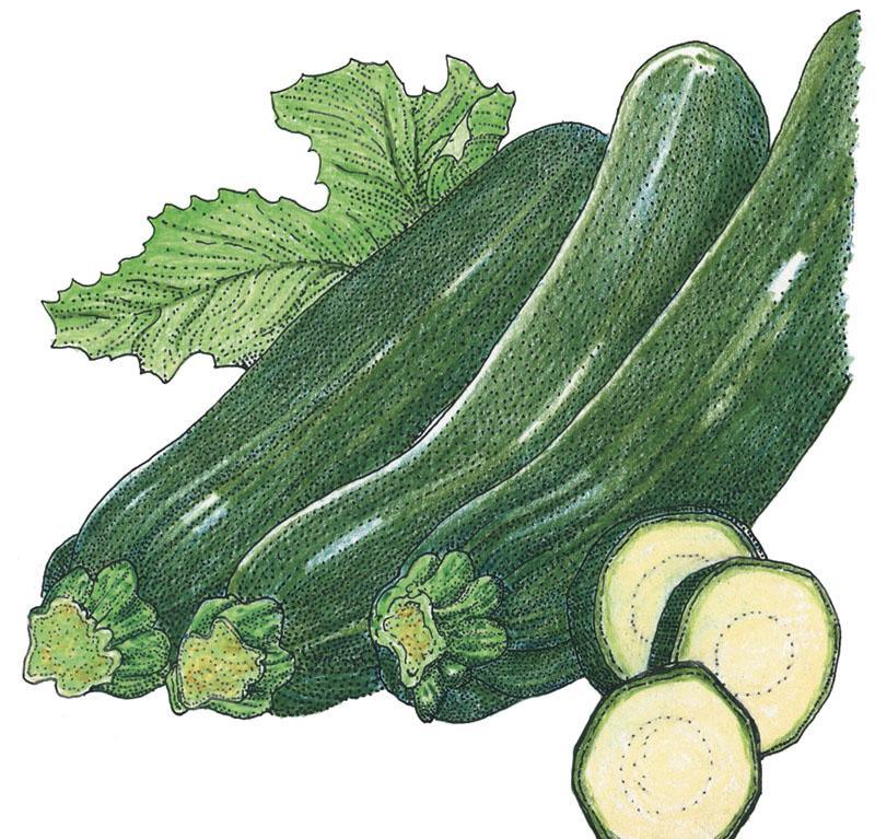 Dark Green Zucchini Summer Squash Seeds (Organic), Garden from Grow Organic