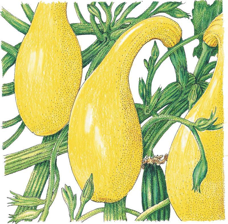 Early Crookneck Summer Squash Seeds (Organic), Garden from Grow Organic