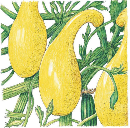 Early Crookneck Summer Squash Seeds (Organic), Garden from Grow Organic