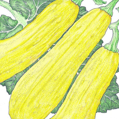 Early Straightneck Summer Squash Seeds (Organic), Garden from Grow Organic