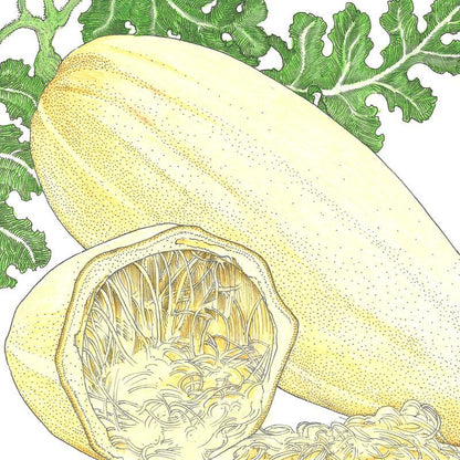 Spaghetti Winter Squash Seeds (Organic), Garden from Grow Organic
