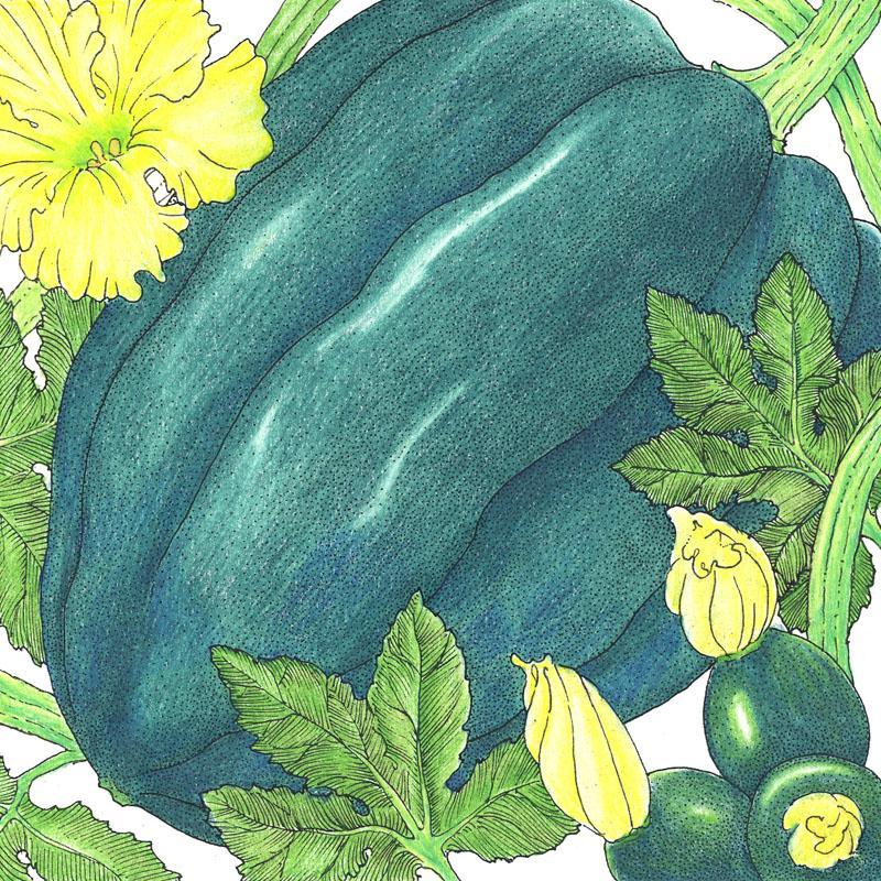 Table Queen Acorn Winter Squash Seeds (Organic), Garden from Grow Organic