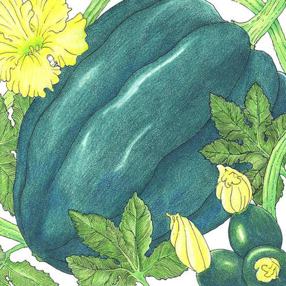 Table Queen Acorn Winter Squash Seeds (Organic), Garden from Grow Organic