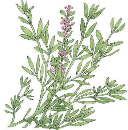 Thyme, German Winter (Organic), Garden from Grow Organic