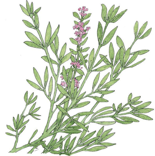 Thyme, German Winter (Organic), Garden from Grow Organic