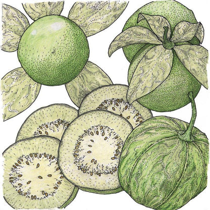 Verde Tomatillo Seeds (Organic), Garden from Grow Organic