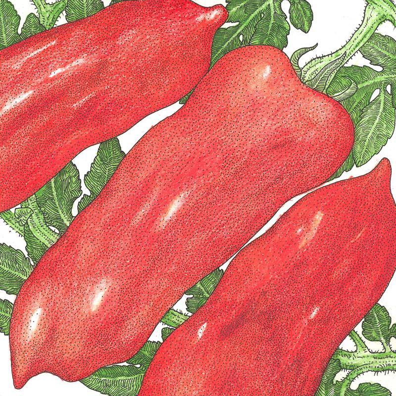 San Marzano Tomato Seeds (Organic), Garden from Grow Organic