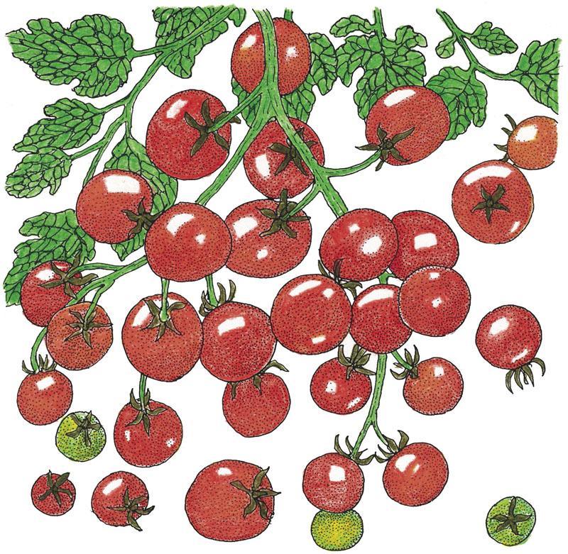 Sweetie Tomato Seeds (Organic), Garden from Grow Organic