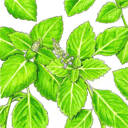 Kapoor Tulsi Seeds (Organic), Garden from Grow Organic