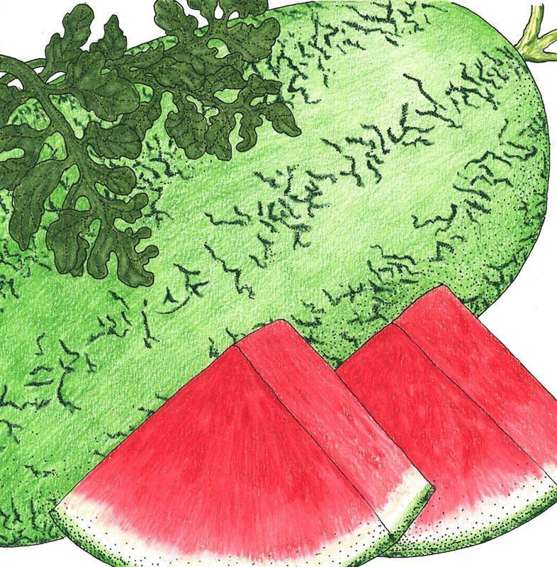 Crimson Sweet Watermelon Seeds (Organic), Garden from Grow Organic