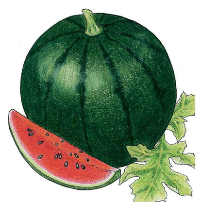 Sugar Baby Watermelon Seeds (Organic), Garden from Grow Organic