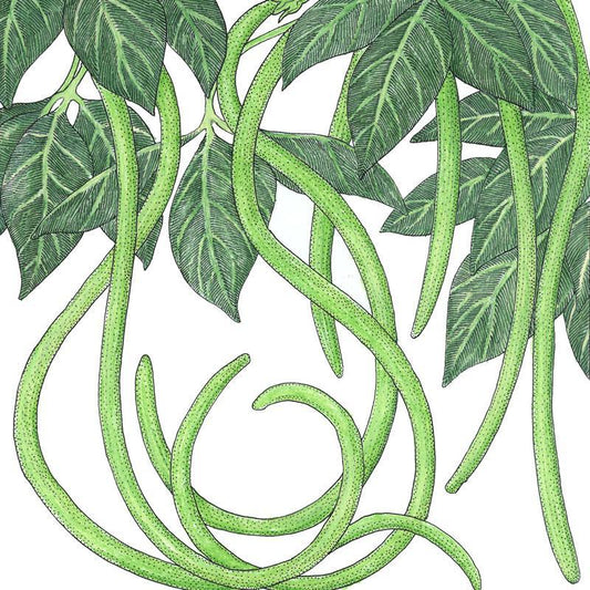 Yard Long Pole Bean Seeds (Organic), Garden from Grow Organic