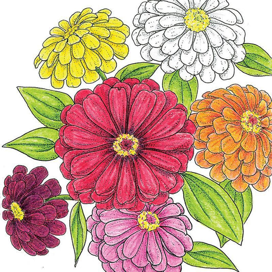California Giants Zinnia Seeds (Organic)