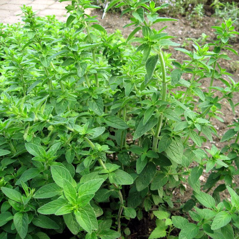 Italian Oregano Seeds (Organic), Garden from Grow Organic