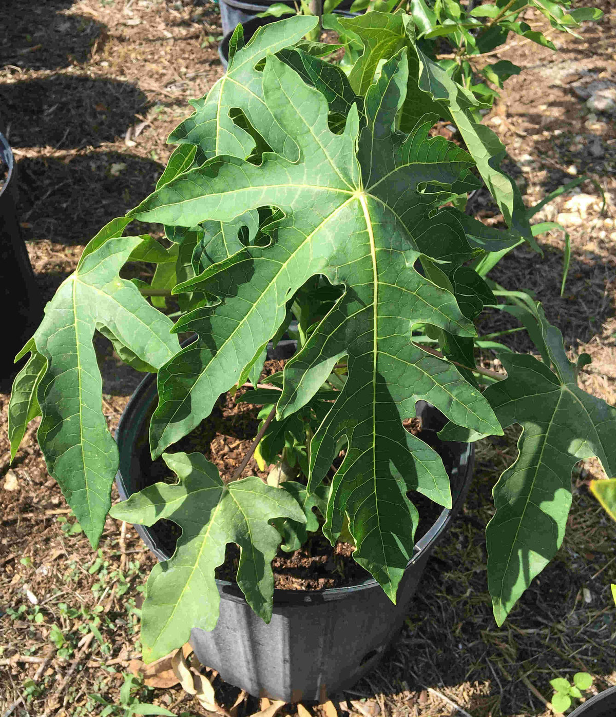 Red Lady Papaya Dwarf Tree, Fruit Trees from Everglades Farm