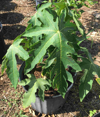 Red Lady Papaya Dwarf Tree, Fruit Trees from Everglades Farm