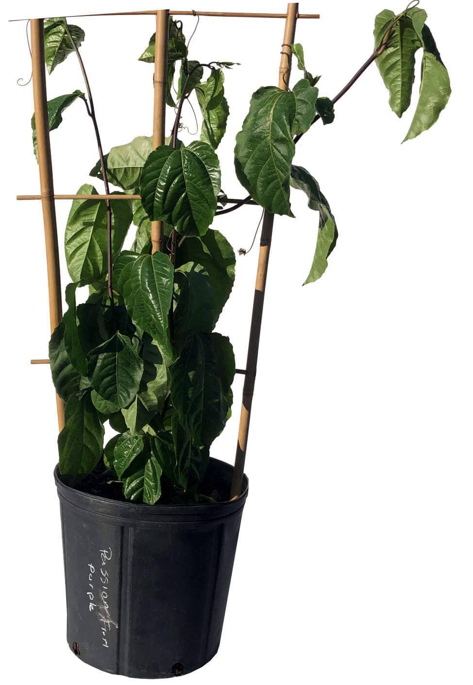 Purple Passion Fruit Vine Maracuya Morado, Fruit Trees from Everglades Farm