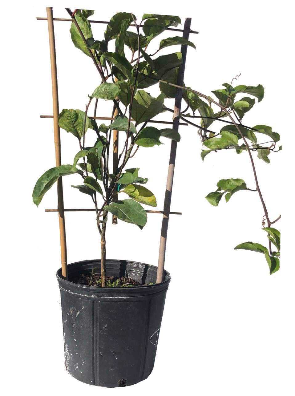 Yellow Passion Fruit Vine, Maracuya Amarillo for sale from Florida, Fruit Trees from Everglades Farm