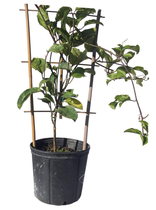Yellow Passion Fruit Vine, Maracuya Amarillo for sale from Florida, Fruit Trees from Everglades Farm