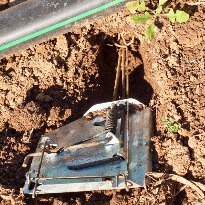 Cinch Gopher Trap, Garden from Grow Organic