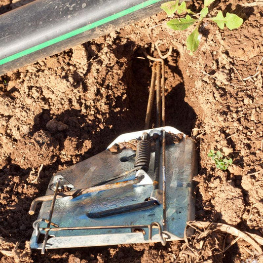 Cinch Gopher Trap, Garden from Grow Organic