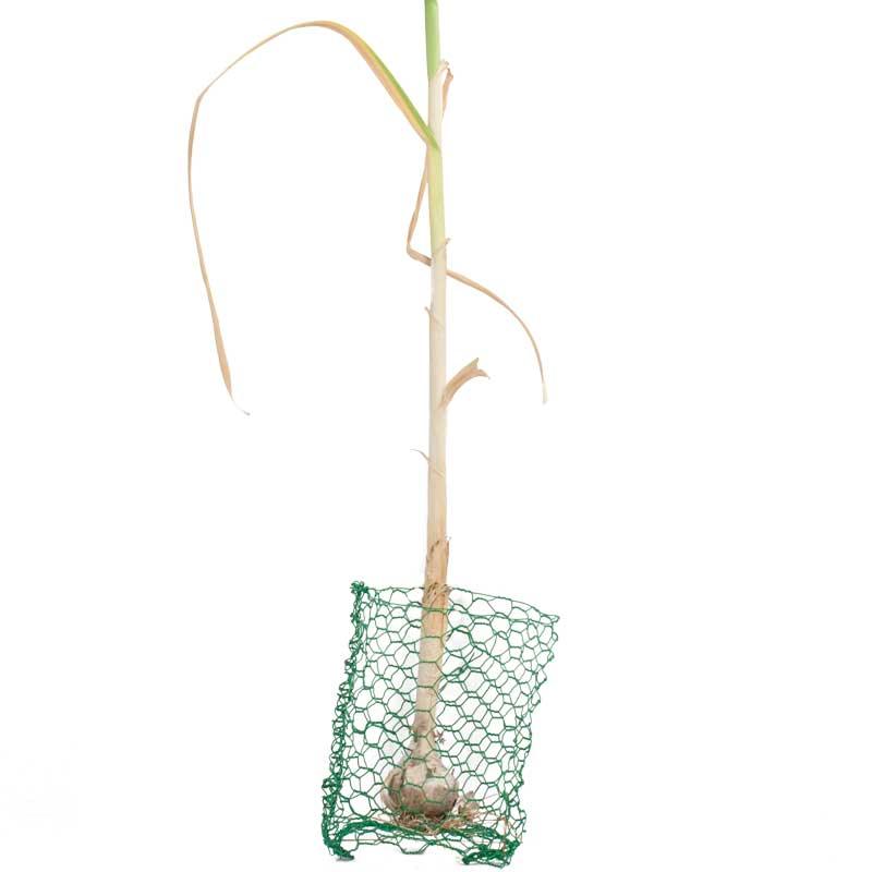Root Guard Gopher Basket Mini (6/pk), Garden from Grow Organic