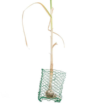 Root Guard Gopher Basket Mini (6/pk), Garden from Grow Organic
