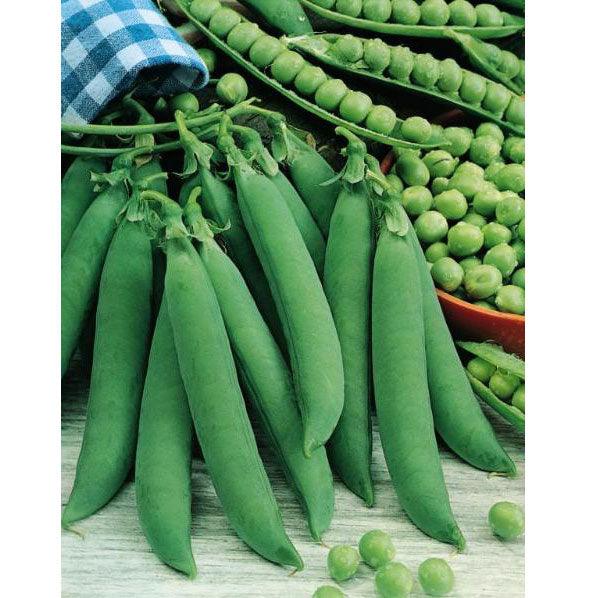 Progress #9 Pea Seeds (Organic), Garden from Grow Organic