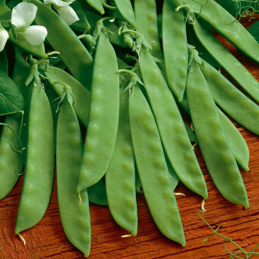 Sugar Daddy Pea Seeds (Organic), Garden from Grow Organic