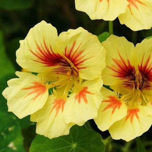 Peach Melba Nasturtium by MIgardener