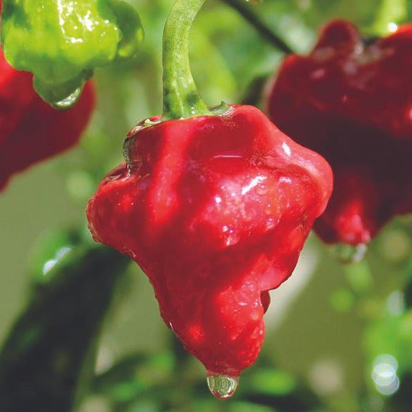 Mushroom Red Pepper by MIgardener